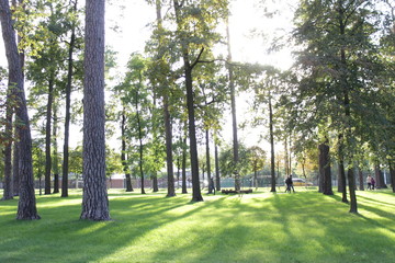 Obraz premium alley in the park