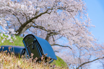 ランドセルと桜　春　入学　1年生　イメージ