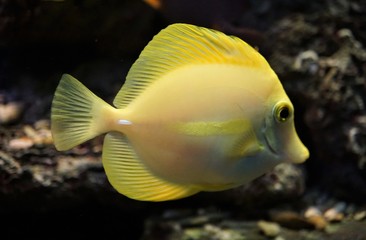 tropical fish in aquarium