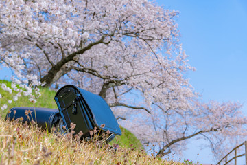 ランドセルと桜　入学　新入生　1年生　春　イメージ