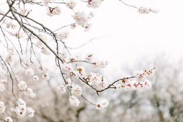 branch of a tree with white flowers in spring