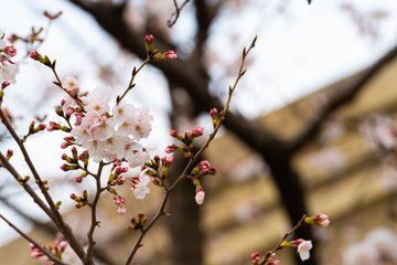 Cherry blossom in spring for background or copy space for text