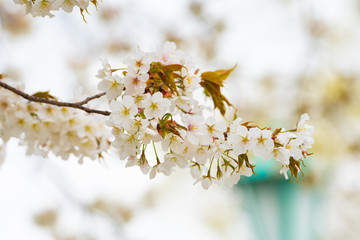 Cherry blossom in spring for background or copy space for text