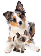 Cute puppy and a kitten isolated on white background - 262012660