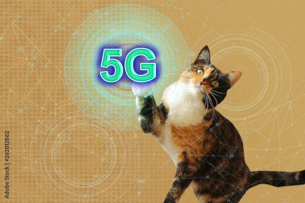 Poster beautiful tricolor cat on a technological background, using the network interface, the icon of a mod