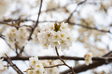 Cherry blossom in spring for background or copy space for text