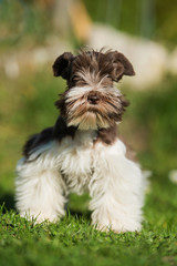 Toy schnauzer dog in a meadow