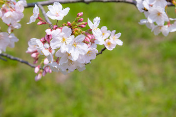 静岡県伊豆の国市　狩野川さくら公園の桜