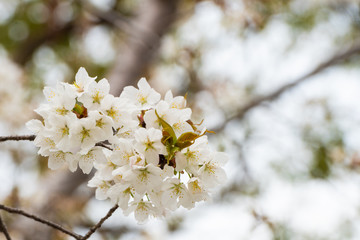 Cherry blossom in spring for background or copy space for text