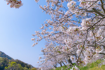 静岡県伊豆の国市　狩野川さくら公園の桜