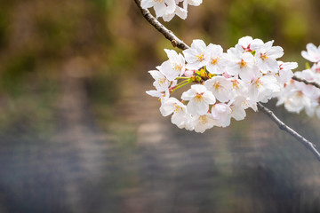 Cherry blossom in spring for background or copy space for text