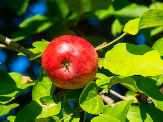 A beautiful red apple.