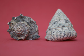 ANIMALS OVER THE RED