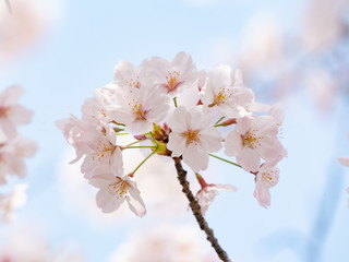 Fototapeta premium Cherry Blossom Close Up