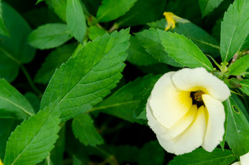 Abstract blur the green background, fresh nature and condition