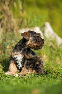 Toy schnauzer dog in a meadow