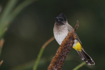 Graubülbül / Black-eyed bulbul - Dark-capped bulbul / Pycnonotus barbatus