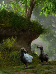 A pair of dodo birds wander to through the primeval forests of Mauritia.  One of now extinct birds has white feathers while the other sports grey plumage. 3D Rendering © Daniel Eskridge