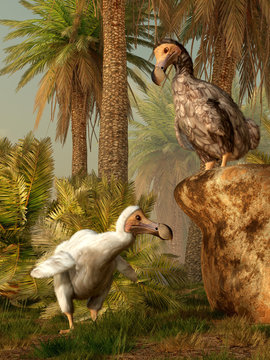 Two dodo birds stand in the tropical environment of the island of Mauritia.  Now extinct, the flightless birds heedlessly wander around through the palm trees. 3D Rendering