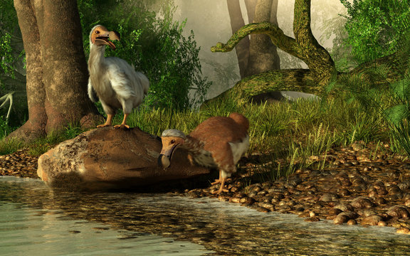 A couple of dodo birds, one brown, the other white drink on the shores of a river running through the tropical jungles of the island of Mauritia. 3D Rendering