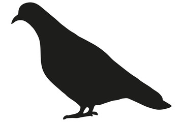 Pigeon silhouette. Black bird isolated on white background. Vector illustration