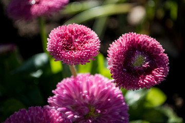Blume