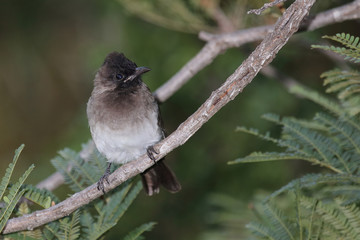 Graubülbül / Black-eyed bulbul - Dark-capped bulbul / Pycnonotus barbatus