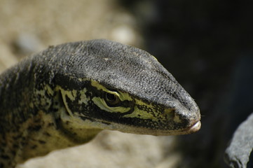 Reptile head in the sun.