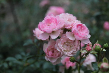 pink rose in the garden