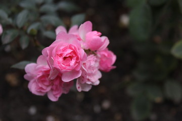 pink rose in garden