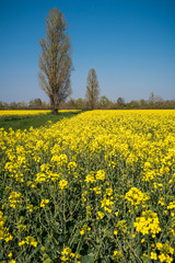 Obraz premium champ de colza