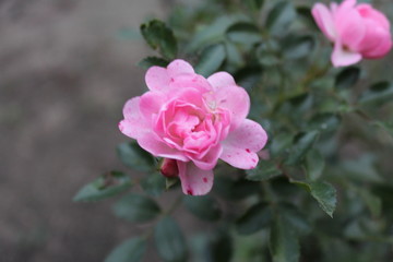pink rose in the garden