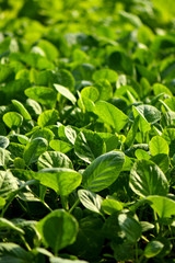 Fototapeta na wymiar Organic green vegetables farming
