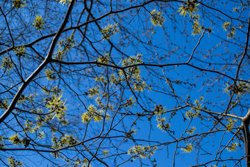 Baum Himmel