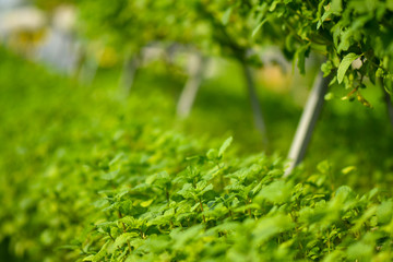 Mint plant vertical organic farming