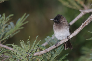 Graubülbül / Black-eyed bulbul - Dark-capped bulbul / Pycnonotus barbatus