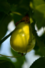 Organic green vegetables farming