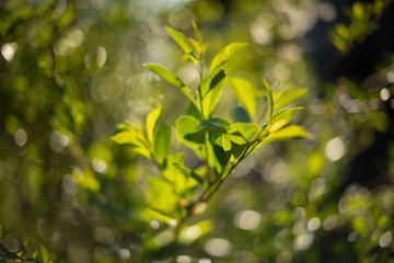 cherry bush in the process of growth
