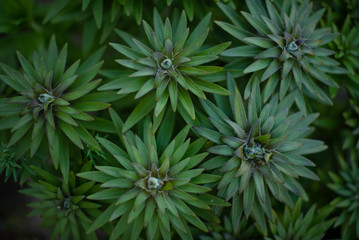 Lily flower in the process of growth. green flowers as background