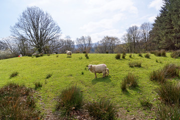 Sheep graze in the mountains of Snowdonia.
