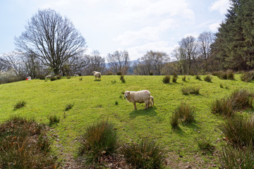 Naklejka na ściany i meble Sheep graze in the mountains of Snowdonia.