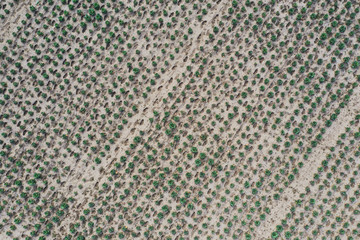 ドローンで撮影したキャベツ畑