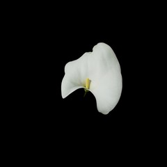Fototapeta na wymiar calla lily isolated on black