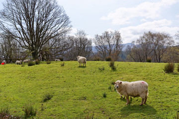Sheep graze in the mountains of Snowdonia.