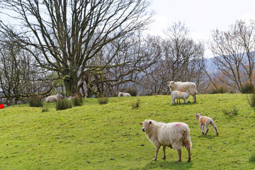 Obraz premium Sheep graze in the mountains of Snowdonia.