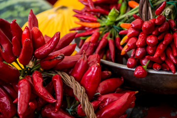 chili - chile - pimiento - ají putaparió