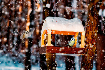 tit in the snowy winter bird feeder.
