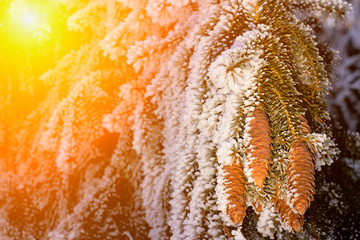 Frosty winter landscape in snowy forest. Pine branches covered with snow in cold winter weather. Christmas background with fir trees and blurred background of winter