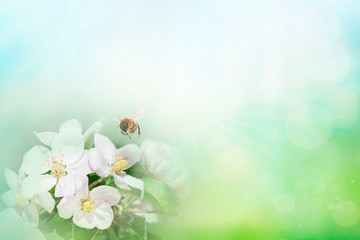 Bee with tree flower on abstract light spring background. Space for text presentation