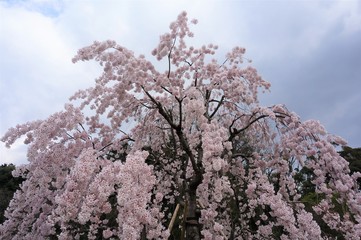 桜　sakura cherry blossoms